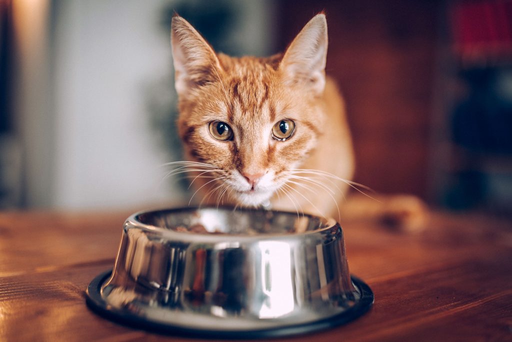 Salud de nuestros animales