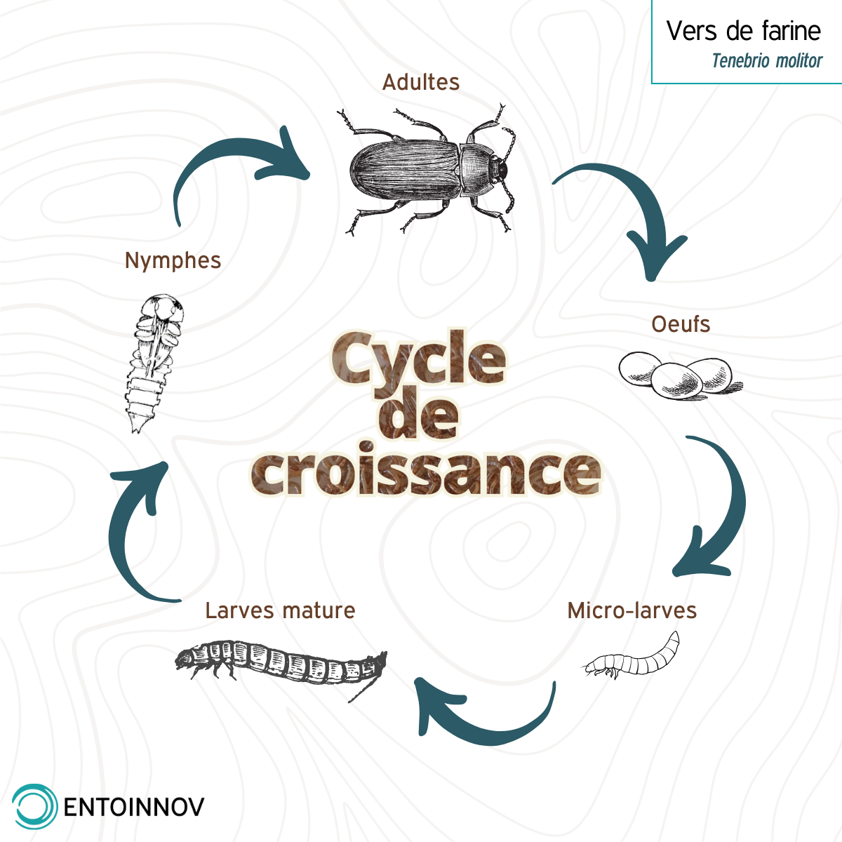 Cycle croissance tenebrio molitor
Cycle croissance vers de farine
Ferme insecte grand est
Elevage insecte france
Elevage vers de farine